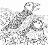 Birds Colouring Puffin Drawing Atlantic sketch template