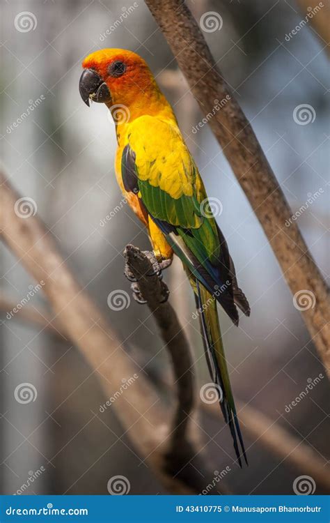 colorful parrot   wooden stick stock image image  parrot colorful