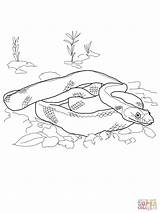 Baja Supercoloring Snake sketch template