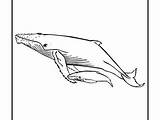 Humpback Whale sketch template