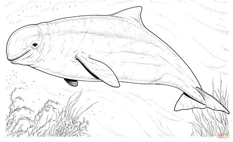 gambar beluga whale coloring page  printable pages click dolphins