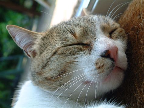 cat nap  photo  freeimages