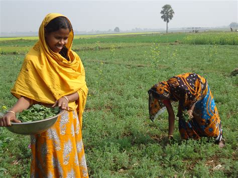 women farmers clearing  leased farm land  nachol village  north bangladesh