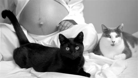 pregnant women don t get rid of your cats catster