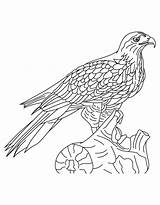 Falge Osprey Shinned Bluebird sketch template