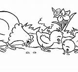 Chicks Hen Coloring Coloringcrew sketch template