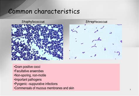 Ppt Staphylococcus And Streptococcus Powerpoint