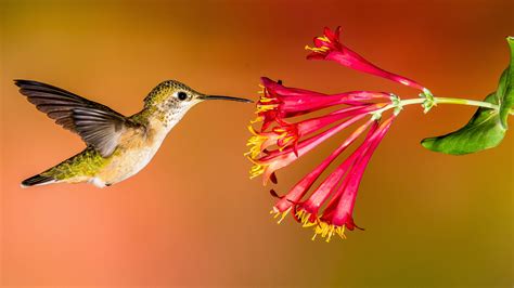 create  hummingbird friendly yard audubon