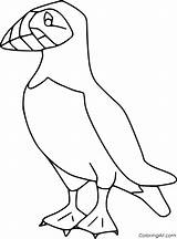 Puffin Pulcinella Frailecillo Atlantic Uccelli Coloringall Puffins Frailecillos Aves sketch template