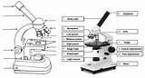 Microscope Coloring Coloringpagesfortoddlers sketch template