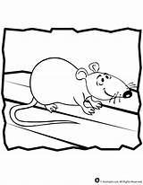Coloring Rat Animal Jr sketch template