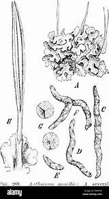 Liverworts Leafy Botany sketch template