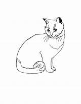 Colorat Desene Planse Pisica Pisici Imagini Creion Desen Animale Pentru Domestice Fise Plansa Oaie Martisor Mamifere Lilbitty sketch template