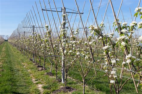 tips  cloning fruit trees  expand  orchard   food