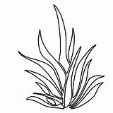 Plants Coloring Pages Seaweed Plant Grass Drawing Coral Sea Printable Color Outlines Kelp Underwater Pencil Sheet Colouring Sketch Getdrawings Kids sketch template