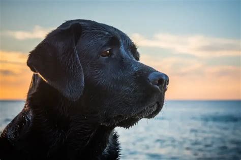 black lab   labrador retriever perfect dog breeds