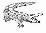 Coloring Pages Crocodile sketch template