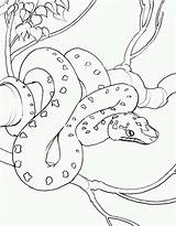 Anaconda Coloring Snake Exotic Drawing Getdrawings sketch template