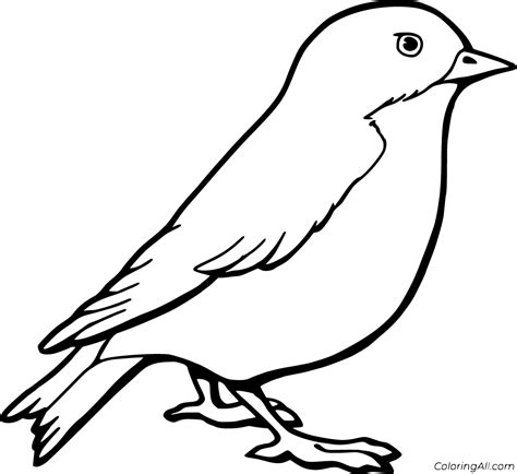 robin coloring pages coloringall