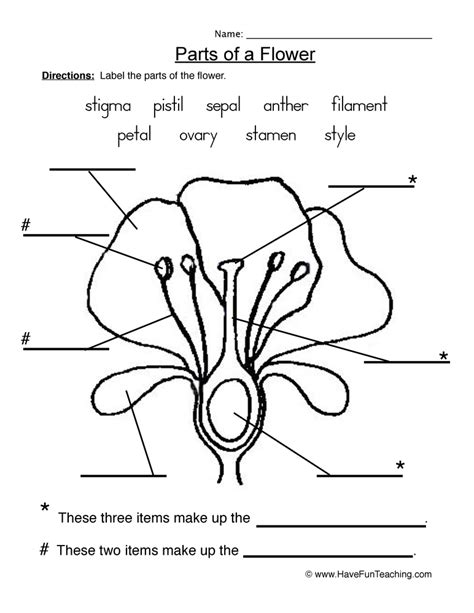 flowers parts   plant worksheet
