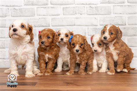 cavapoo dog breed characteristics pictures facts    doodle