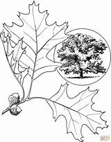 Oak Tree Coloring Pages Eastern Drawing Color Printable sketch template