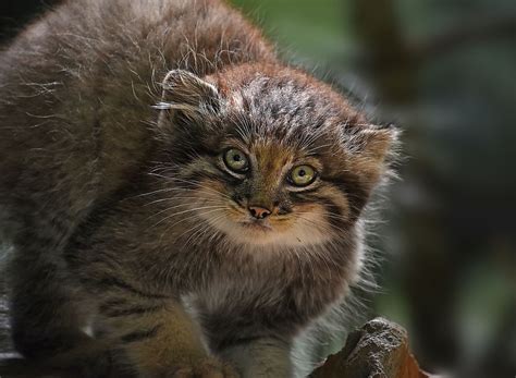 world s small wild cats get a major conservation boost worldatlas