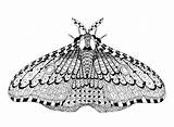 Zentangle Pens Gel Moths sketch template