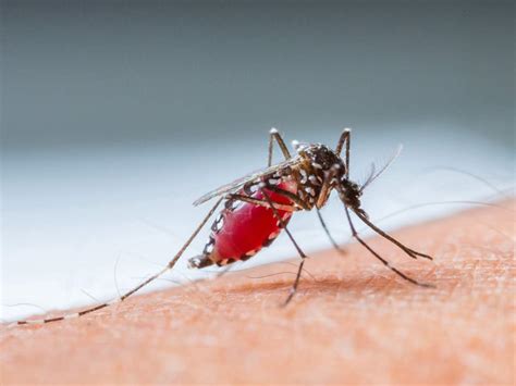 summers are here and so is dengue watch out for these warning symptoms