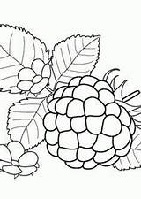 Colorare Lamponi Printmania Frutas Riscosgraciosos sketch template