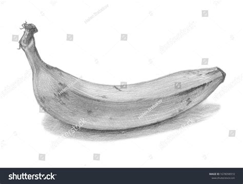 banana pencil sketch  white background stock illustration  shutterstock