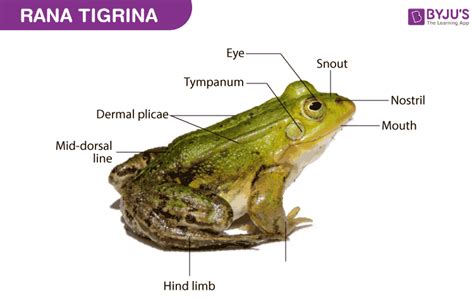 frog diagram  description