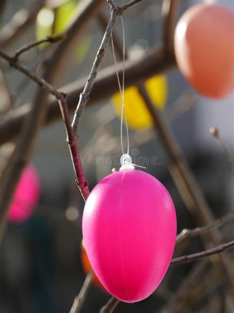 easter eggs hanging  branches stock photo image  beautiful
