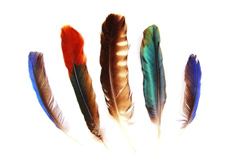 enthralling design ideas  meanings  indian feather tattoos