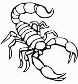 Insetti Scorpione Scorpion Colorir Animals Colorare Disegni Coloradisegni Insetos Mondo Divertimento sketch template