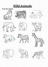 Carnivores sketch template