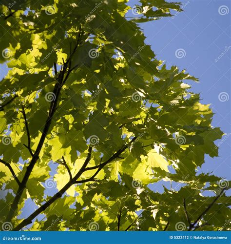 maple tree branch stock photo image  woods forest