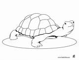 Turtle Coloring Pages Cute Printable Kids Print Color Turtles Box Sheets Animal Getcolorings Hellokids Online Bestcoloringpagesforkids sketch template