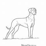 Dane Great Coloring Pages Dog Lineart Drawing Draw Simple Google Line Drawings Deviantart Gran Dogs Dibujos Perros Popular Coloringhome Library sketch template