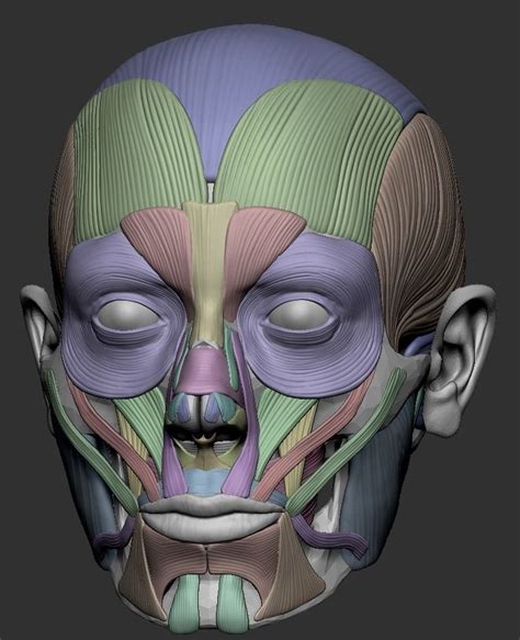 facial muscles for 3d printing cgtrader