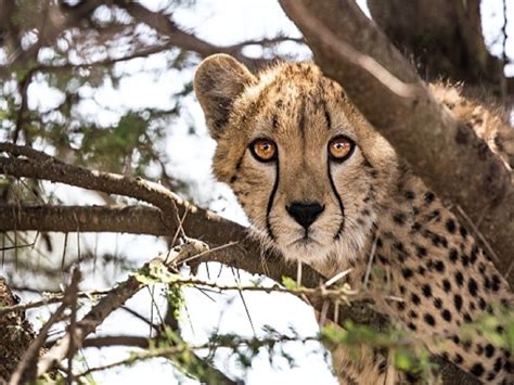 cheetah reintroduction project      world news update