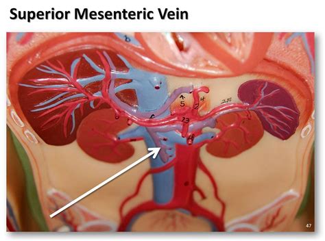 superior mesenteric vein the anatomy of the veins visual… flickr