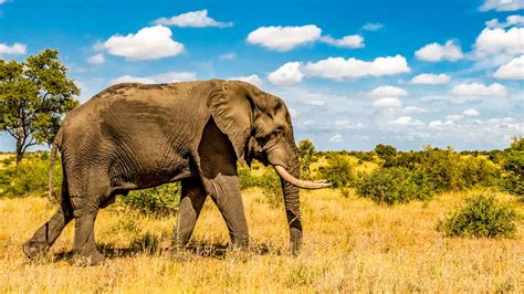 kruger national park mpumalanga book  tours