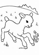 Coloring Pages Goat Baby sketch template