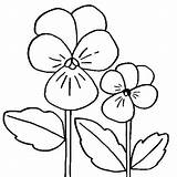 Pansy Colorare Violet Stampabile Snubberx Pansies Bestcoloringpagesforkids sketch template
