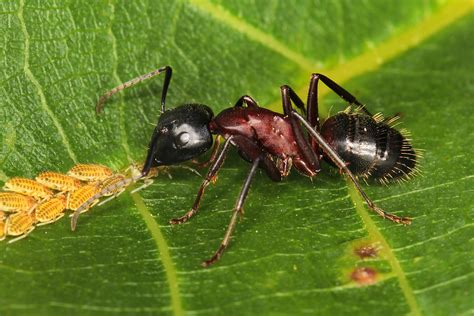 ameise beim mittagstisch foto bild tiere wildlife insekten bilder