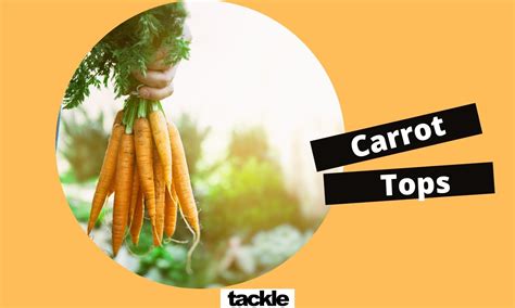 can you use a carrot as a sex toy