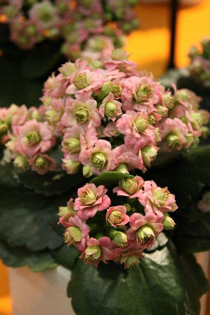 Kalanchoe Interspecific Hybrid Queen Moreflowers Pink