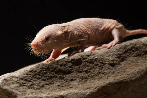 alpha female naked mole rats render subordinate females