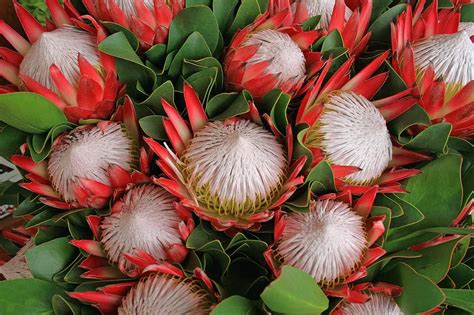 grow  protea plant lawncomau